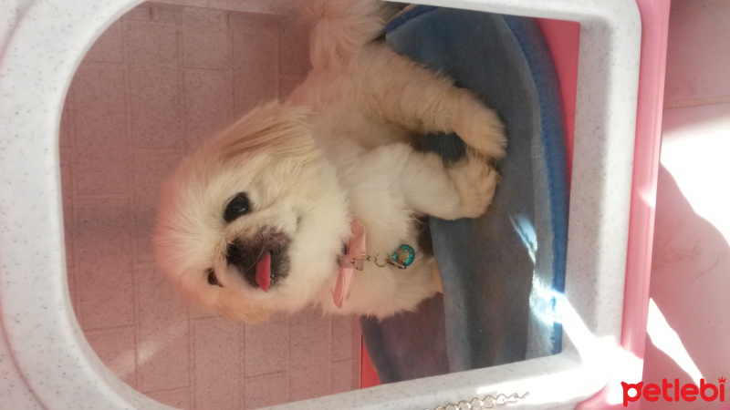 Pekingese, Köpek  Gogo fotoğrafı
