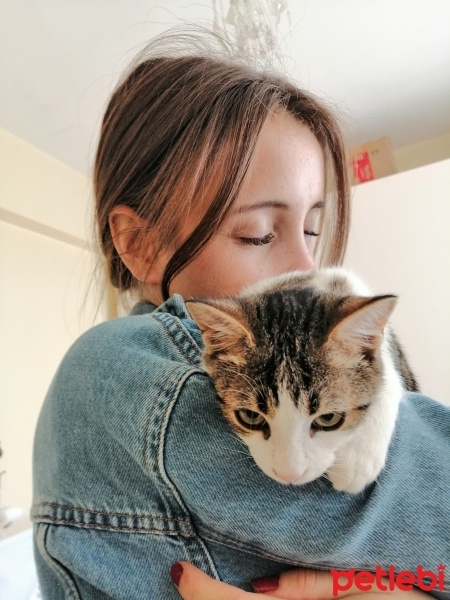 Tekir Kedi, Kedi  liva fotoğrafı