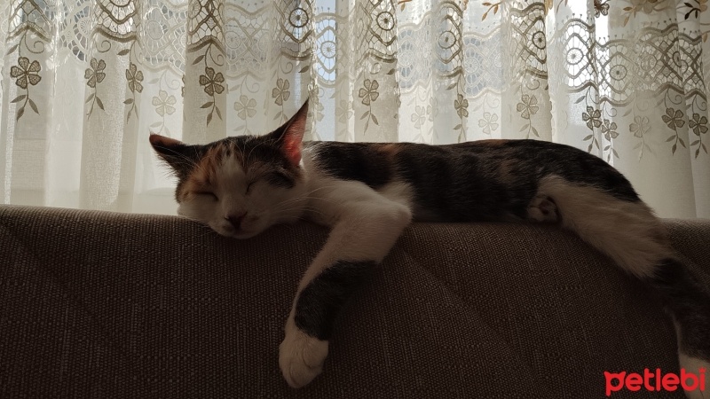 Tekir Kedi, Kedi  Zilli Ceku fotoğrafı