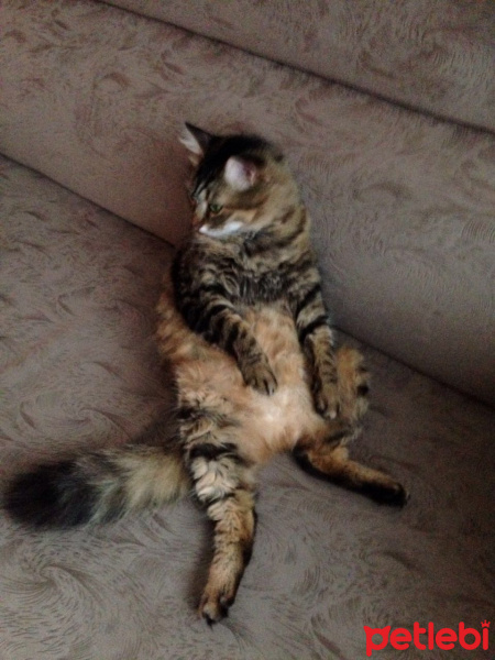 Tekir Kedi, Kedi  moli fotoğrafı