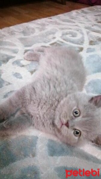 British Shorthair, Kedi  Lily fotoğrafı