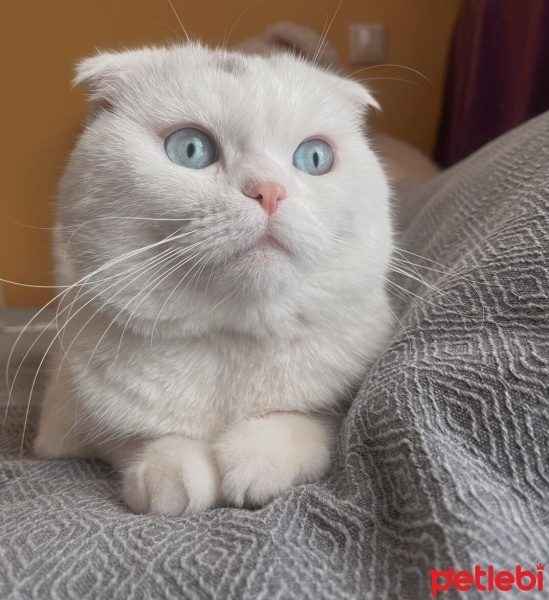 Scottish Fold, Kedi  Limon fotoğrafı