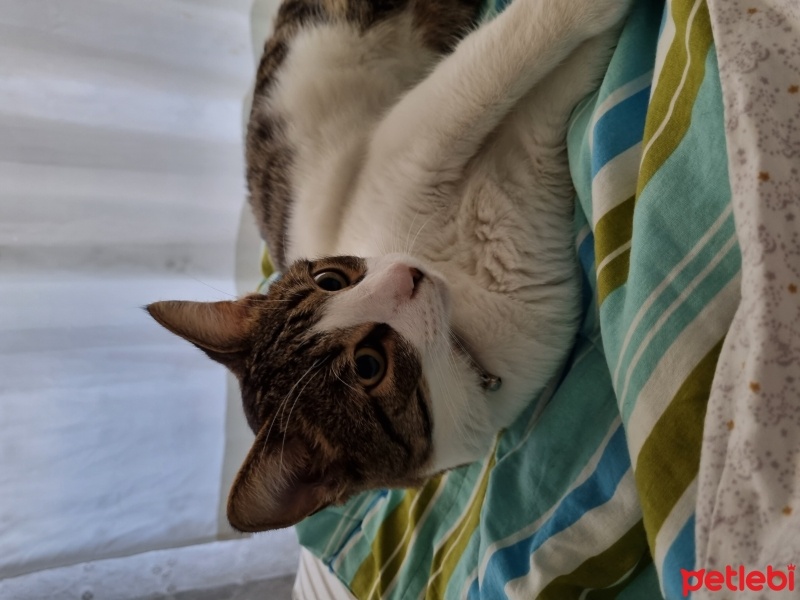 Tekir Kedi, Kedi  Suşi fotoğrafı
