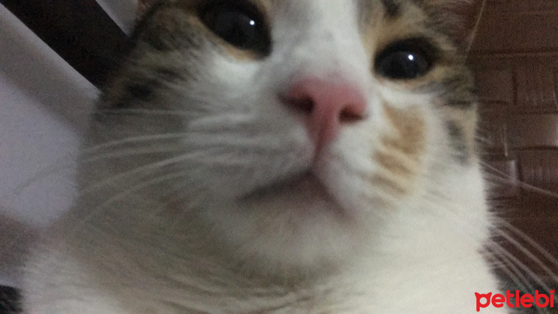 Tekir Kedi, Kedi  Portakal fotoğrafı