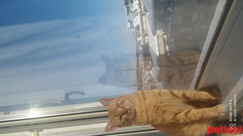 Sarman, Kedi  Ilanımı okur musunuz fotoğrafı