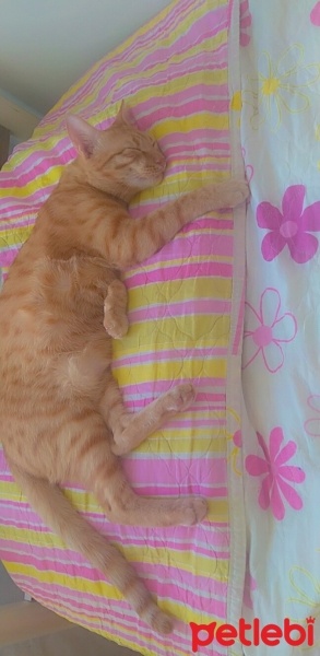 Sarman, Kedi  Ilanımı okur musunuz fotoğrafı