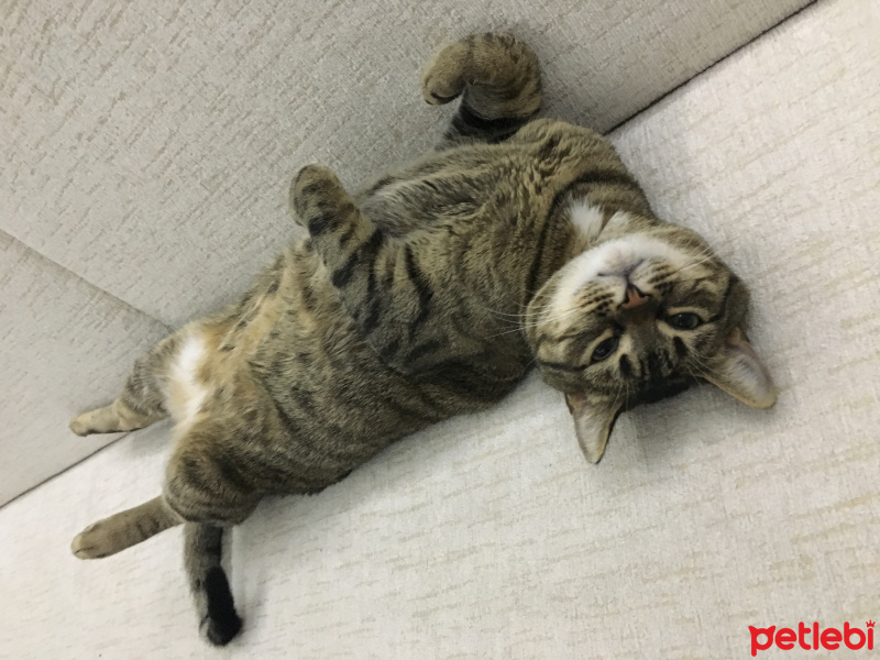 Tekir Kedi, Kedi  Azman fotoğrafı