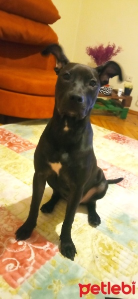 Amerikan Staffordshire Terrier, Köpek  Yennifer fotoğrafı