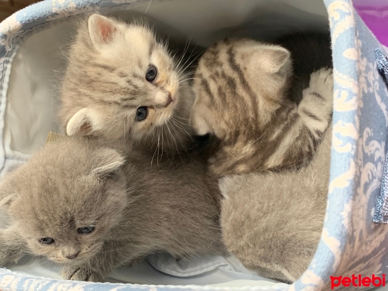 Scottish Fold, Kedi  Scotishfold fotoğrafı