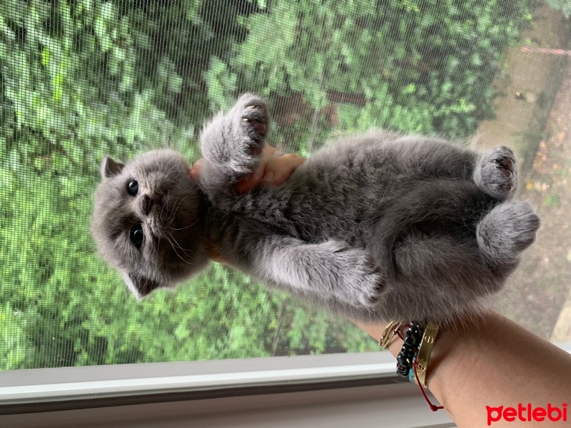Scottish Fold, Kedi  Scotishfold fotoğrafı