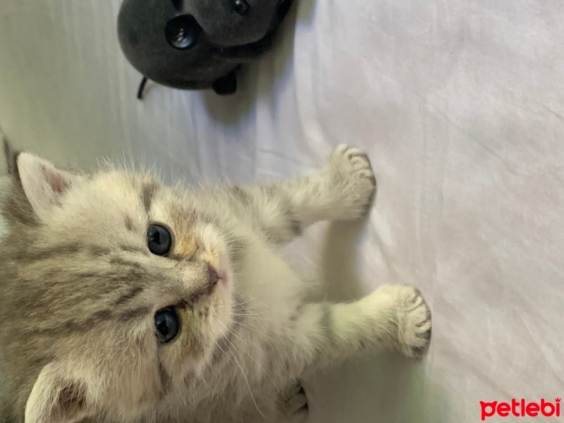 Scottish Fold, Kedi  Scotishfold fotoğrafı
