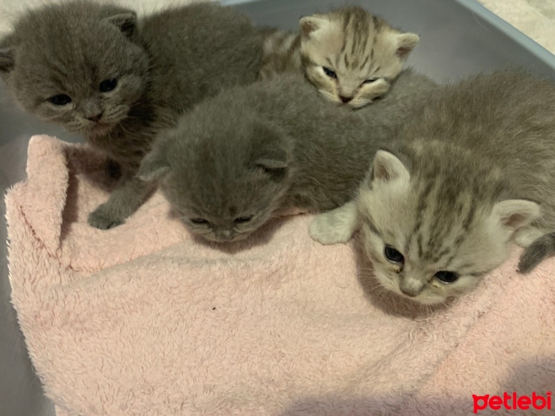Scottish Fold, Kedi  Scotishfold fotoğrafı