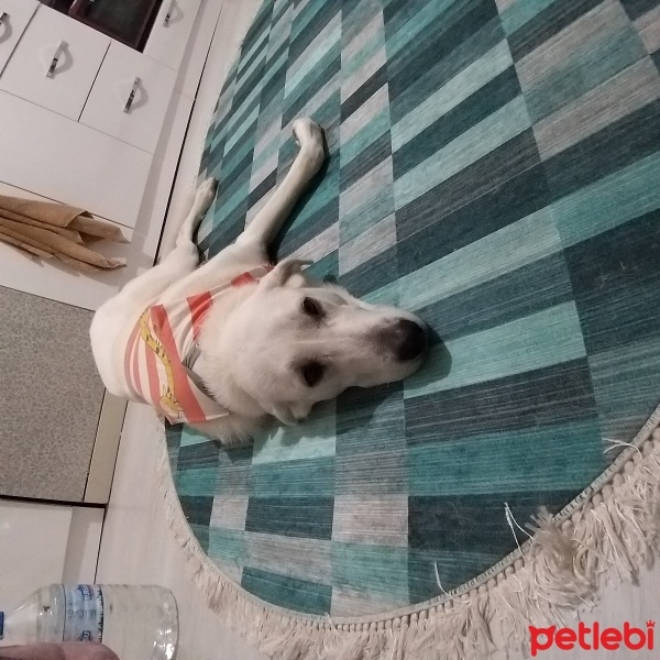 Akbaş, Köpek  PURLİNA KÖPÜK fotoğrafı