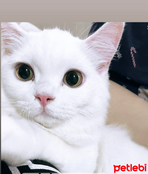 British Longhair, Kedi  Mia fotoğrafı