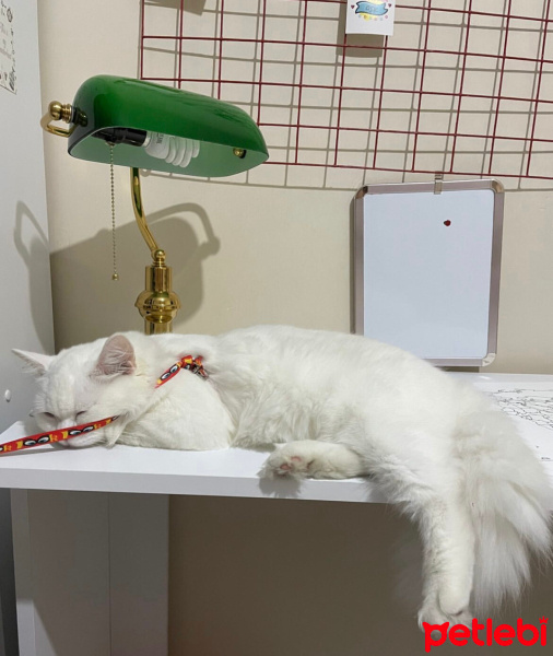 British Longhair, Kedi  Mia fotoğrafı