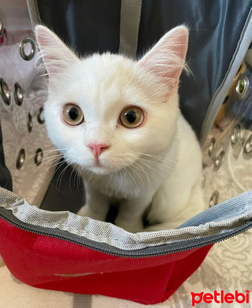 British Longhair, Kedi  Mia fotoğrafı