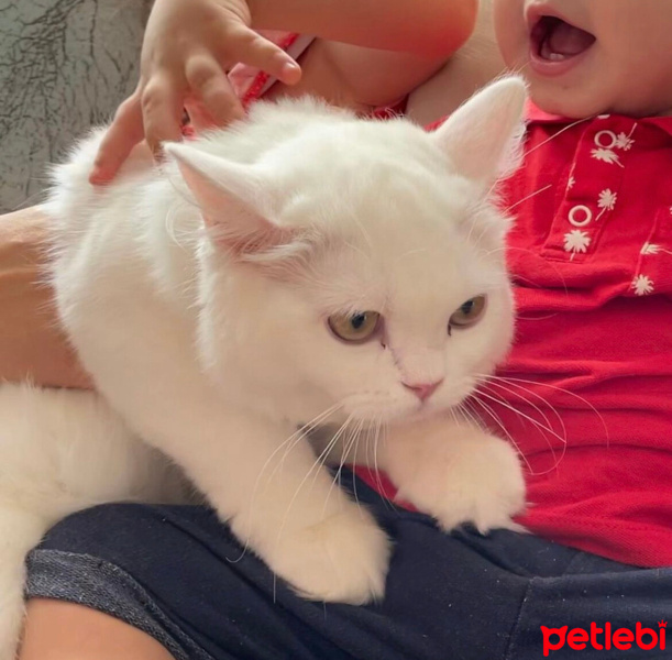 British Longhair, Kedi  Mia fotoğrafı