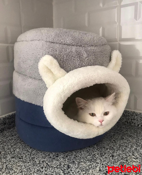 British Longhair, Kedi  Mia fotoğrafı
