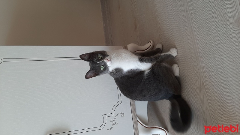 Tekir Kedi, Kedi  Zilli fotoğrafı
