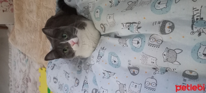 Tekir Kedi, Kedi  Zilli fotoğrafı