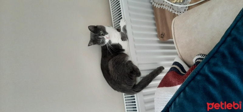 Tekir Kedi, Kedi  Zilli fotoğrafı