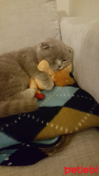 Scottish Fold, Kedi  Muhtar fotoğrafı