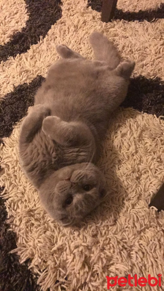 Scottish Fold, Kedi  Muhtar fotoğrafı