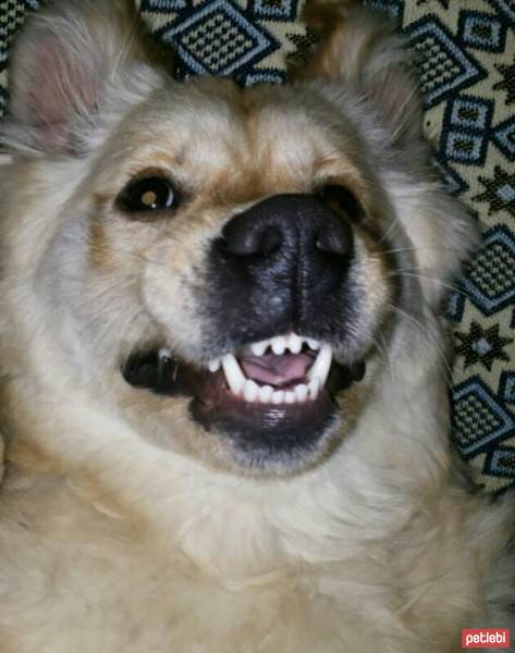 Golden Retriever, Köpek  bella fotoğrafı