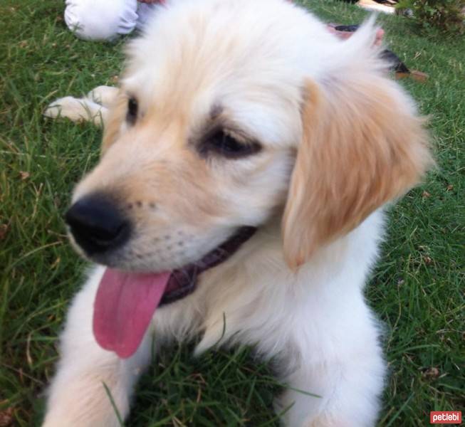 Golden Retriever, Köpek  bella fotoğrafı