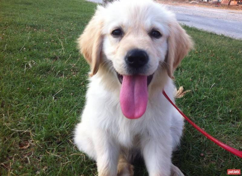 Golden Retriever, Köpek  bella fotoğrafı