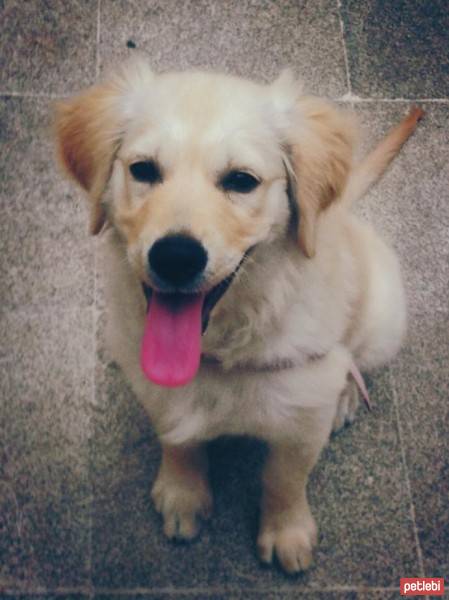 Golden Retriever, Köpek  bella fotoğrafı