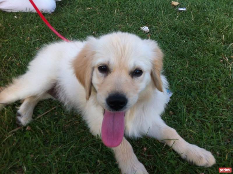 Golden Retriever, Köpek  bella fotoğrafı