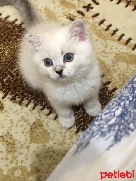 Scottish Fold, Kedi  Boncuk fotoğrafı