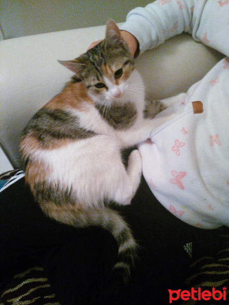 Tekir Kedi, Kedi  ŞİLA fotoğrafı