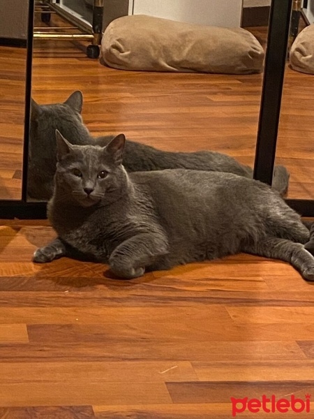 British Shorthair, Kedi  paşa fotoğrafı
