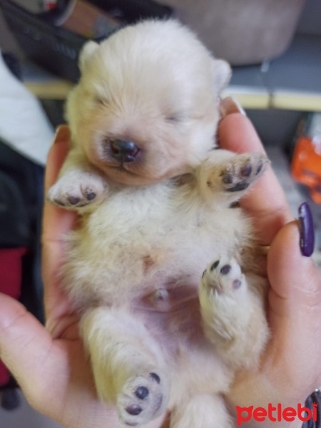 Pomeranyalı, Köpek  kai fotoğrafı