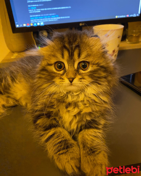 Scottish Fold, Kedi  Luna fotoğrafı