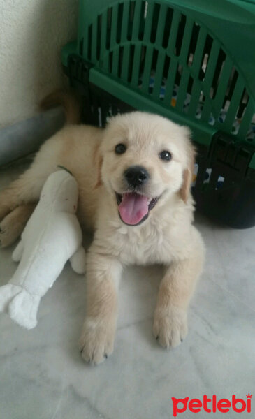 Golden Retriever, Köpek  Poyraz fotoğrafı