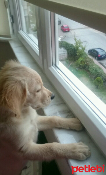 Golden Retriever, Köpek  Poyraz fotoğrafı