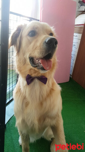 Golden Retriever, Köpek  Poyraz fotoğrafı