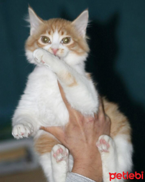 Tekir Kedi, Kedi  Minnak fotoğrafı