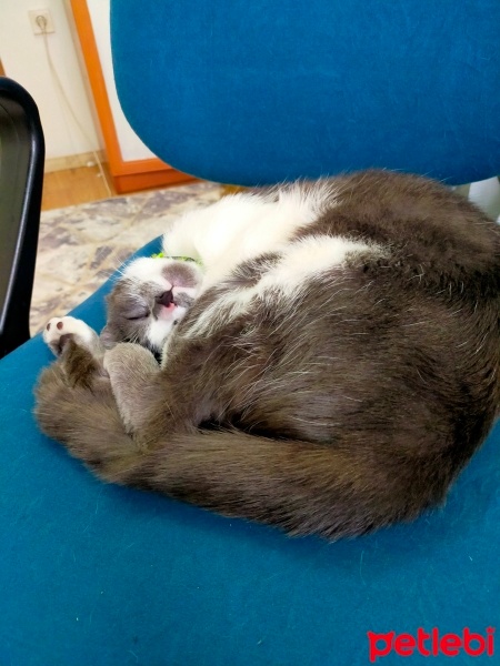 Tekir Kedi, Kedi  Mia fotoğrafı