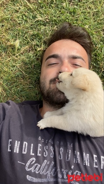 Golden Retriever, Köpek  rose fotoğrafı