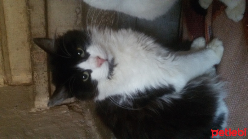 Soke, Kedi  kedi1  fotoğrafı