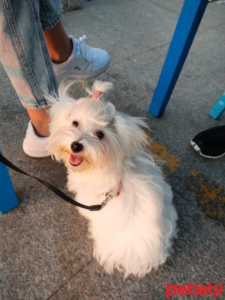 Maltese, Köpek  Lily fotoğrafı