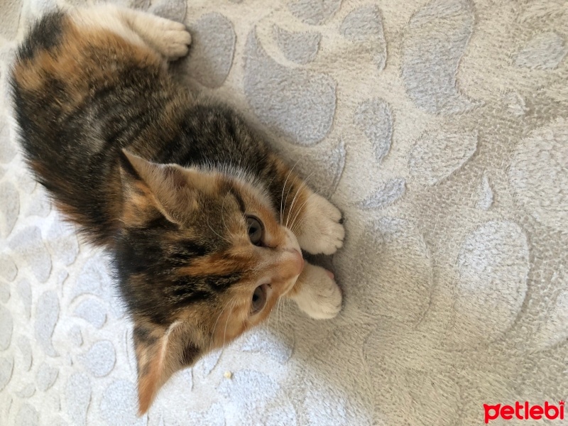 Tekir Kedi, Kedi  Duman ve Sarı fotoğrafı
