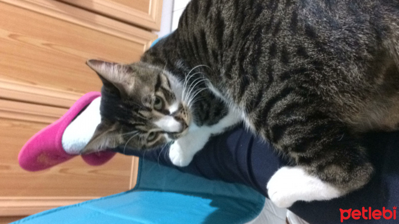 Tekir Kedi, Kedi  Ela fotoğrafı