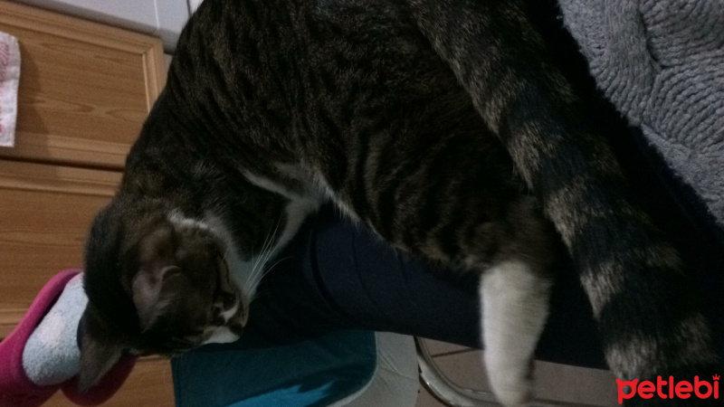 Tekir Kedi, Kedi  Ela fotoğrafı