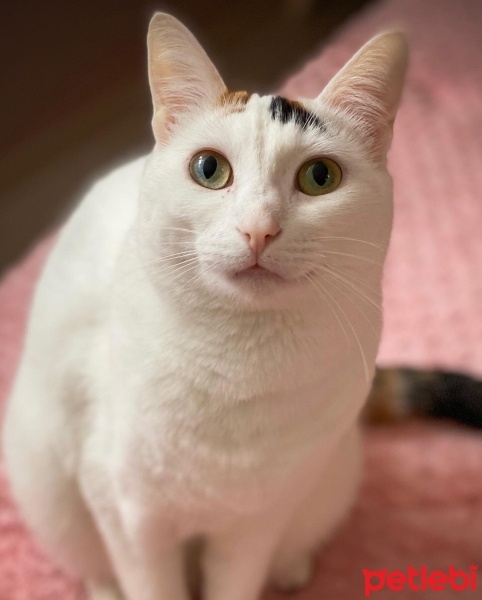 Ankara Kedisi, Kedi  Luna fotoğrafı