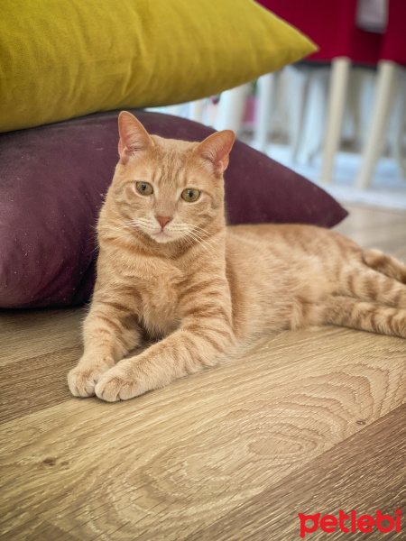 Sarman, Kedi  Simba fotoğrafı